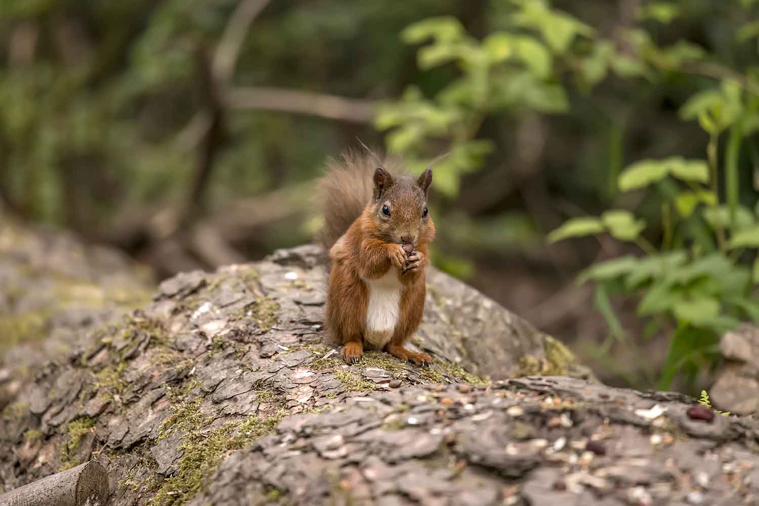 Eichhörnchen im Walderlebniszentrum
